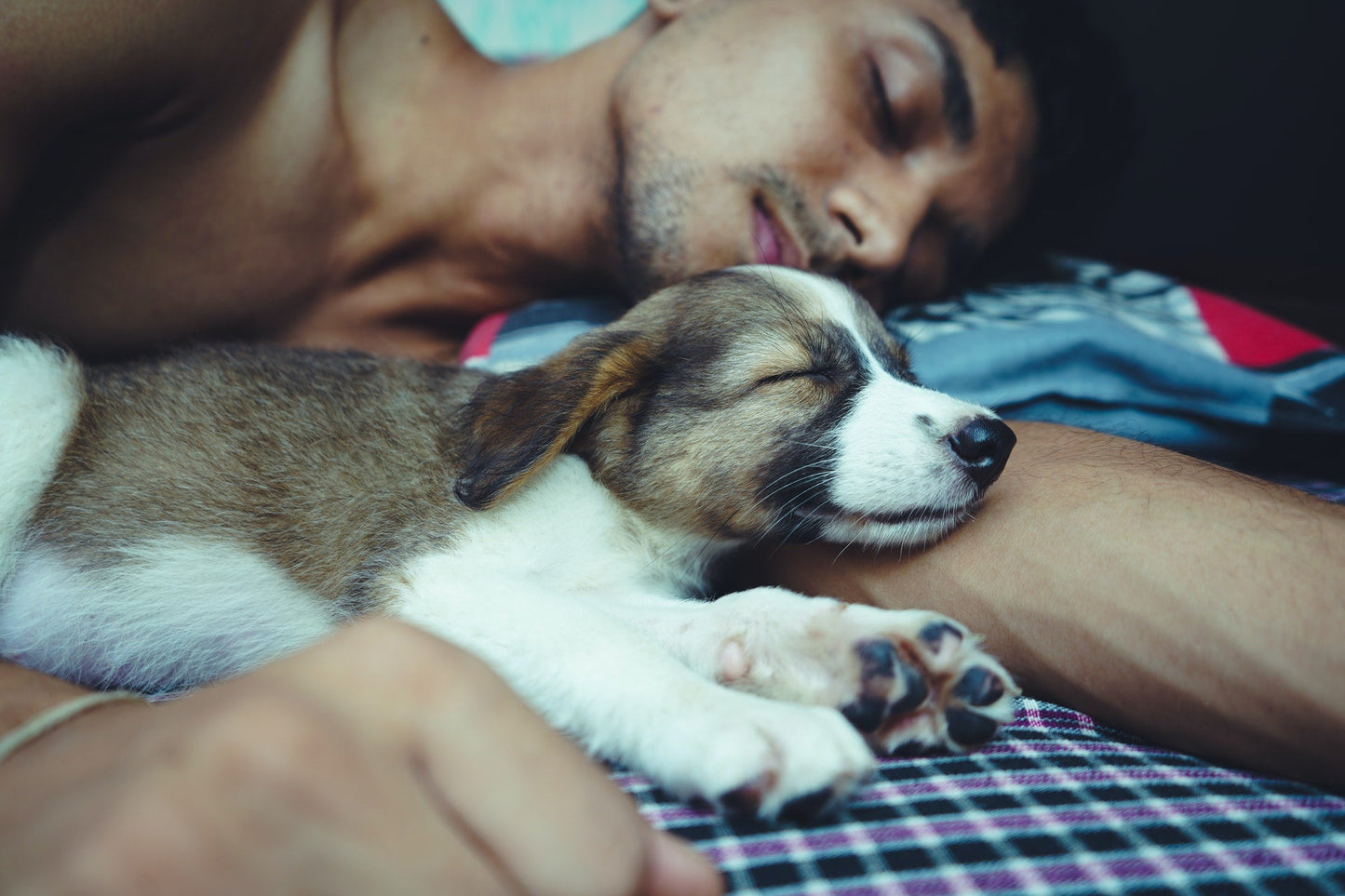 Let Sleeping Dogs Lie - The Benefits of Sleeping With Your Pets